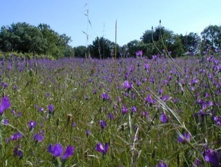  Campo de Candeleda 